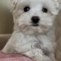Sophie, a female Maltipoo for sale in Virginia Beach, VA – Photo 8 of 8