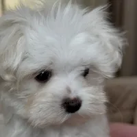 Sophie, a female Maltipoo for sale in Virginia Beach, VA – Photo 5 of 8