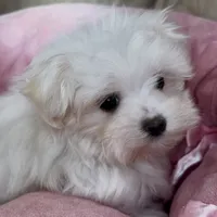 Sophie, a female Maltipoo for sale in Virginia Beach, VA – Photo 6 of 8