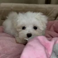 Sophie, a female Maltipoo for sale in Virginia Beach, VA – Photo 1 of 8