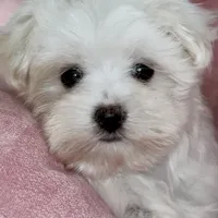 Sophie, a female Maltipoo for sale in Virginia Beach, VA – Photo 4 of 8