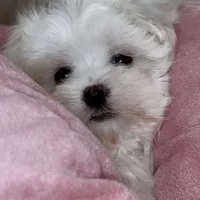 Sophie, a female Maltipoo for sale in Virginia Beach, VA – Photo 3 of 8