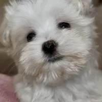 Sophie, a female Maltipoo for sale in Virginia Beach, VA – Photo 2 of 8
