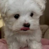 Sophie, a female Maltipoo for sale in Virginia Beach, VA – Photo 7 of 8