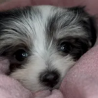 Olivia, a female Maltipoo for sale in Virginia Beach, VA – Photo 6 of 6