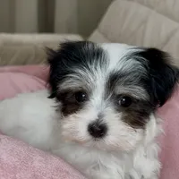 Olivia, a female Maltipoo for sale in Virginia Beach, VA – Photo 3 of 6