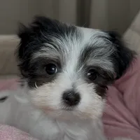 Olivia, a female Maltipoo for sale in Virginia Beach, VA – Photo 4 of 6