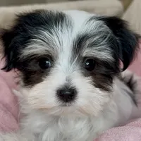 Olivia, a female Maltipoo for sale in Virginia Beach, VA – Photo 2 of 6