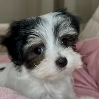 Olivia, a female Maltipoo for sale in Virginia Beach, VA – Photo 1 of 6