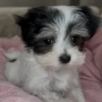 Olivia, a female Maltipoo for sale in Virginia Beach, VA – Photo 5 of 6