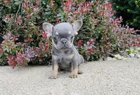 DAISY , a female French Bulldog for sale in Millersburg, OH – 3 of 10