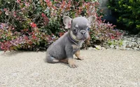 DAISY , a female French Bulldog for sale in Millersburg, OH – 7 of 10