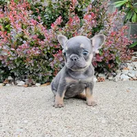 DAISY , a female French Bulldog for sale in Millersburg, OH – 1 of 10