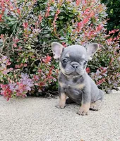 DAISY , a female French Bulldog for sale in Millersburg, OH – 2 of 10