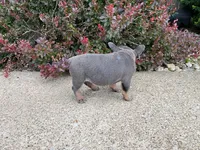 DAISY , a female French Bulldog for sale in Millersburg, OH – 10 of 10