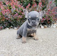 DAISY , a female French Bulldog for sale in Millersburg, OH – 8 of 10