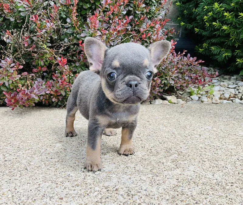 DAISY  – French Bulldog puppy for sale in Millersburg, OH