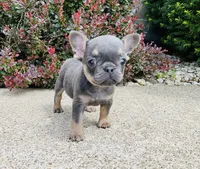 DAISY , a female French Bulldog for sale in Millersburg, OH – 4 of 10