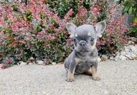 DAISY , a female French Bulldog for sale in Millersburg, OH – 9 of 10