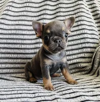 DAISY , a female French Bulldog for sale in Millersburg, OH – 6 of 10