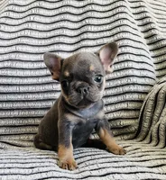 DAISY , a female French Bulldog for sale in Millersburg, OH – 5 of 10