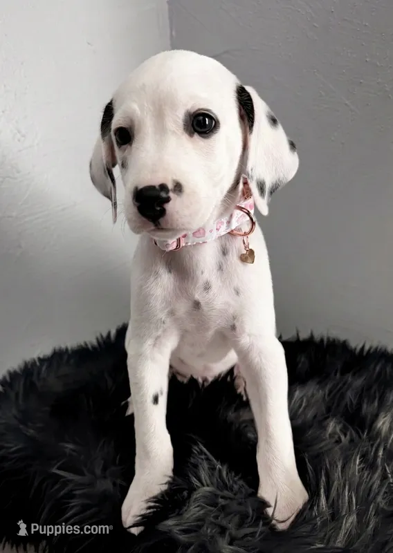 Malia – Dalmatian puppy for sale in Apple Valley, CA