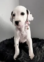 Malia, a female Dalmatian for sale in Apple Valley, CA – 1 of 3