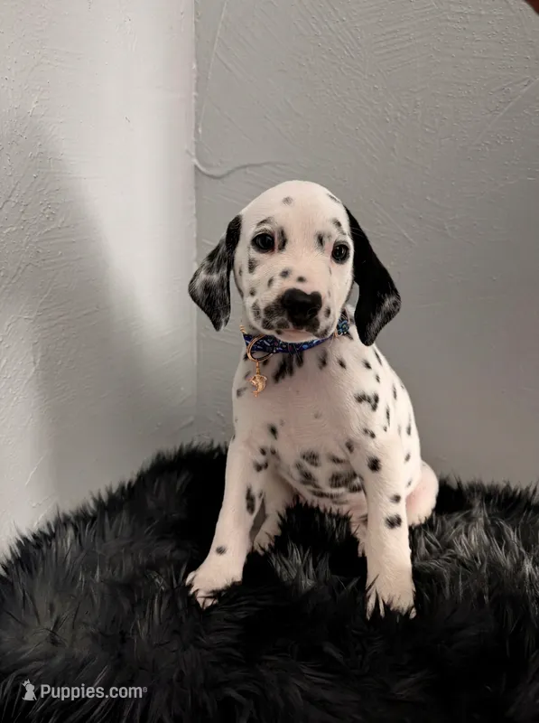 Patch – Dalmatian puppy for sale in Apple Valley, CA