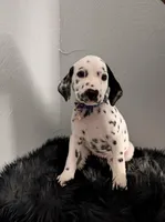 Patch, a male Dalmatian for sale in Apple Valley, CA – 1 of 3