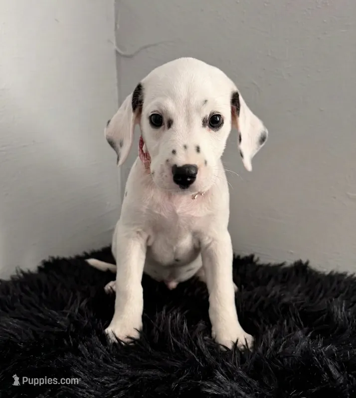 Millie – Dalmatian puppy for sale in Apple Valley, CA