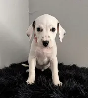 Millie, a female Dalmatian for sale in Apple Valley, CA – 1 of 3