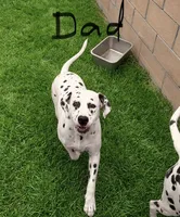 Malia, a female Dalmatian for sale in Apple Valley, CA – 2 of 3