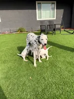 Malia, a female Dalmatian for sale in Apple Valley, CA – 3 of 3