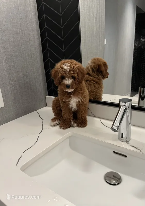 Teddy  – Miniature Goldendoodle puppy for sale in Beverly Hills, CA
