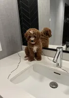 Teddy , a male Miniature Goldendoodle for sale in Beverly Hills, CA – 1 of 3