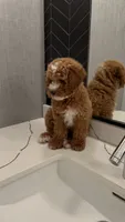 Teddy , a male Miniature Goldendoodle for sale in Beverly Hills, CA – 2 of 3