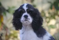 processed/14a4eb22-5f46-4c81-a18f-0c04e4115fb8/facility/df301ea1-238c-402b-af6a-076feaef6bee