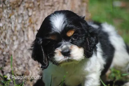 prince1male – Cocker Spaniel puppy for sale in Oakland, OR