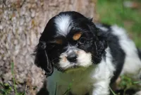 prince1male, a male Cocker Spaniel for sale in Oakland, OR – 1 of 9