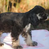 mr3male, a male Cocker Spaniel for sale in Oakland, OR – Photo 6 of 10