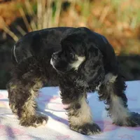 mr3male, a male Cocker Spaniel for sale in Oakland, OR – Photo 5 of 10