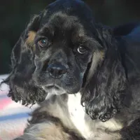 mr3male, a male Cocker Spaniel for sale in Oakland, OR – Photo 2 of 10