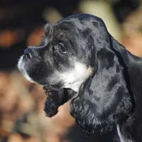 mr3male, a male Cocker Spaniel for sale in Oakland, OR – Photo 8 of 10