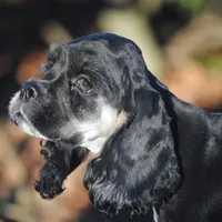 mr3male, a male Cocker Spaniel for sale in Oakland, OR – Photo 1 of 10
