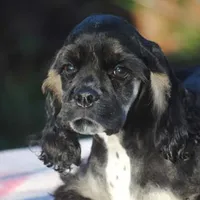 mr3male, a male Cocker Spaniel for sale in Oakland, OR – Photo 10 of 10