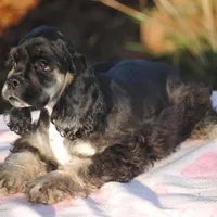 mr3male, a male Cocker Spaniel for sale in Oakland, OR – Photo 3 of 10