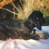 mr3male, a male Cocker Spaniel for sale in Oakland, OR – Photo 7 of 10