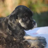 mr3male, a male Cocker Spaniel for sale in Oakland, OR – Photo 4 of 10