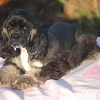 mr3male, a male Cocker Spaniel for sale in Oakland, OR – Photo 9 of 10