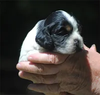 prince2male, a male Cocker Spaniel for sale in Oakland, OR – 2 of 10